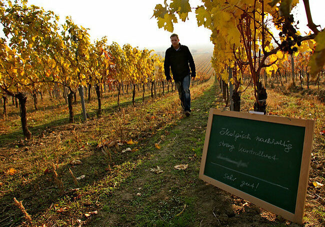 Ökologischer-Wein-W232inzerhof-Allacher